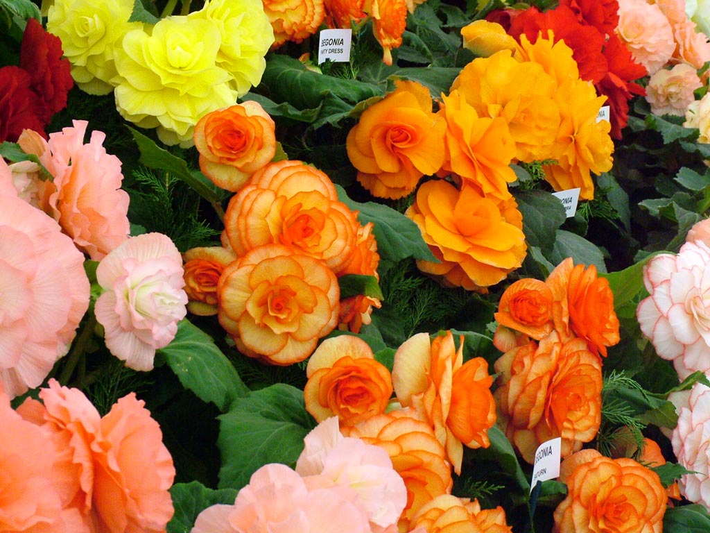 Flower Flower