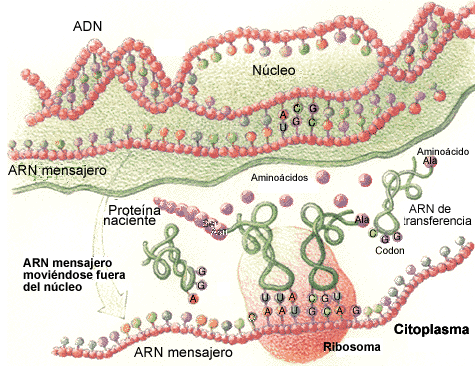 Resultado de imagen de Alteraciones de la traducción en la Diabetes Mellitus