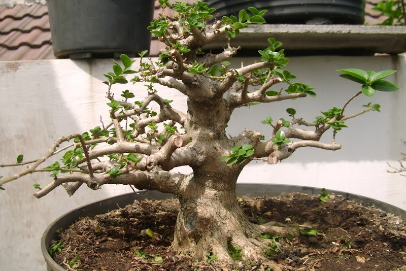 25+ Ide Terbaru Bakalan Bonsai