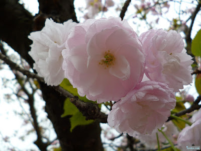 八重桜