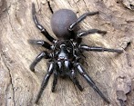 Giftigste Spinne Der Welt In Deutschland : Naturdetektive Fur Kinder Www Naturdetektive De Gefahrliche Spinnen - Mehr licht im dachgeschoss ;