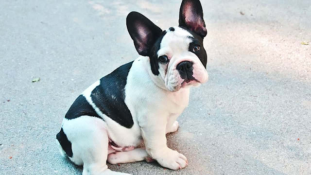 Dysplasie des hanches chez le bouledogue français ! Diagnostic, causes et traitement