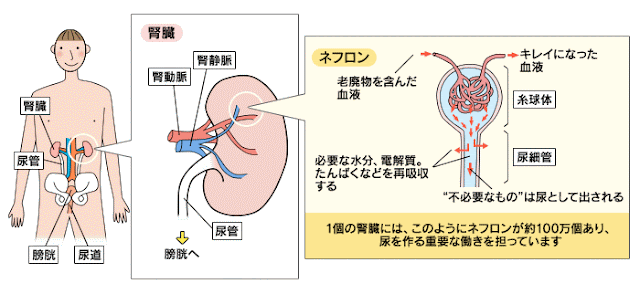 腎臓の構造と働き