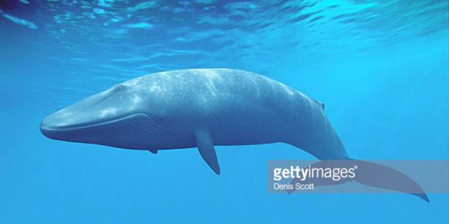 Paus biru terbesar Blue Whale