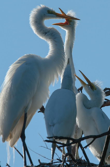 Mother and Juvenile Great Egrets, UT Southwestern Medical Center