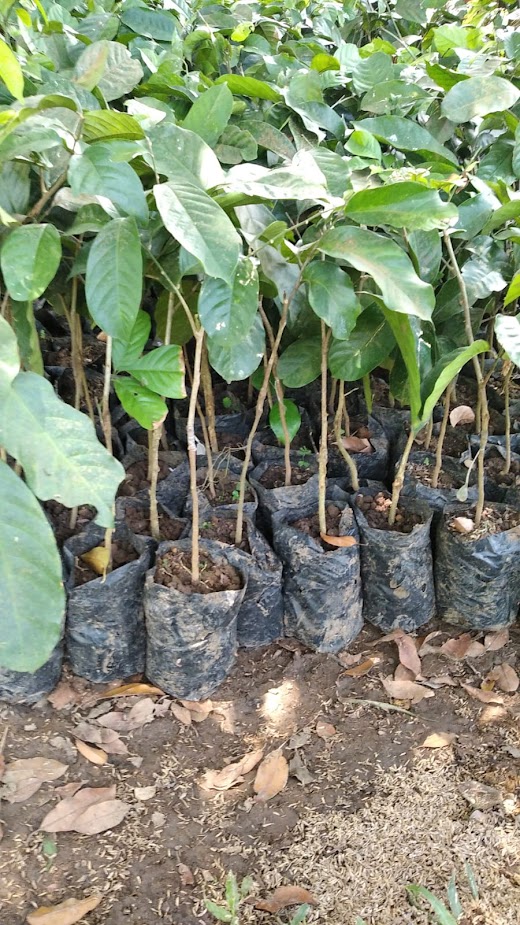 tanaman buah bibit duku tanpa biji unggul Jawa Barat