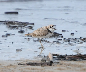 Malaysian Plover (Charadrius peronii)