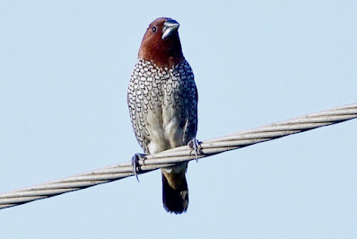 Scaly-breasted Munia