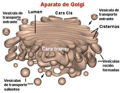Estructura del aparato de Golgi