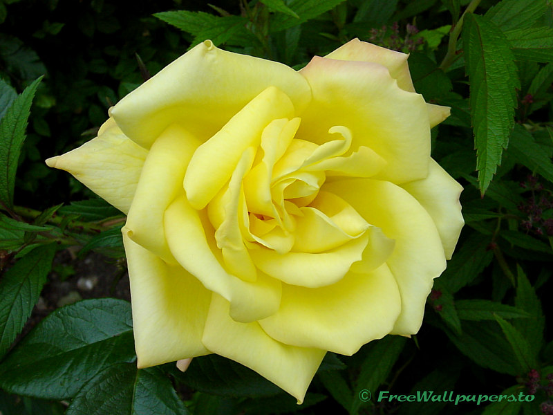 wallpapers of yellow roses. Yellow Rose Flower Wallpaper