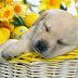 Cute Dog Wishes Good Night Wallpaper With Message 