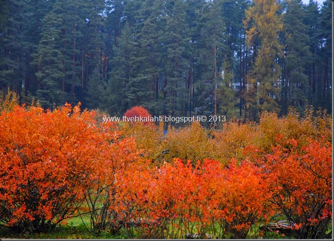 viimeisimpiä ruskan puoli kuvia 041