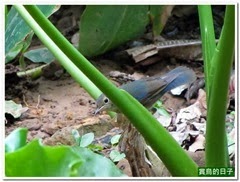 20130917_165808_0374_YehLiu