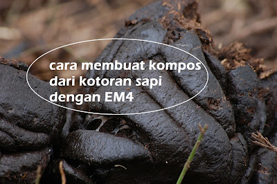 cara-membuat-pupuk-kompos-sapi-dengan-em4