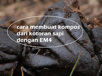 Cara Membuat Pupuk Kandang dari Kotoran Sapi Dengan EM4