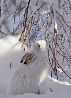 Lindo conejo blanco en la nieve