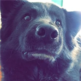 Border Collie Chow Mix Temperament, Size, Lifespan, Adoption, Price Border Collie Chow Mix Temperament, Size, Lifespan, Adoption, Price