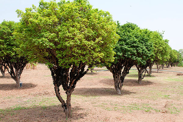 Jabuticabeira (Eugenia cauliflora)