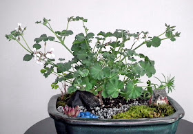 Miniature Garden with Pelargonium xFragrans in bloom