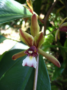 Cymbidium finlaysonianum 3 Beautiful Flowers Image