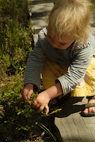 Onze kleine plukt bosbessen in Finland