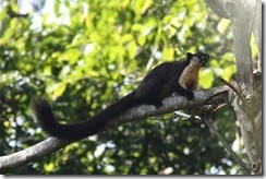 Indian Giant Squirrel
