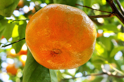 Cam quýt có nguồn vitamin C dồi dào