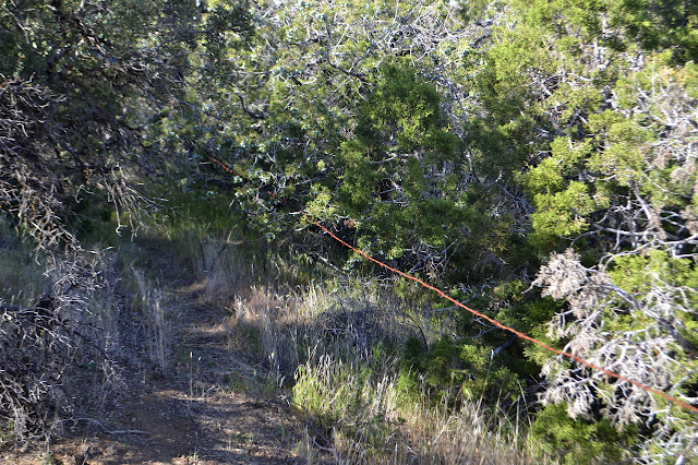 rusty barbed wire