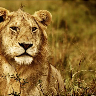 Conserving Lions in a Modernizing Africa: A Delicate Balancing Act