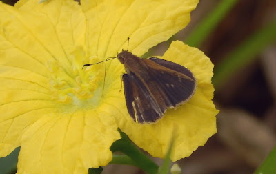 borboleta polinizando a flor da bucha