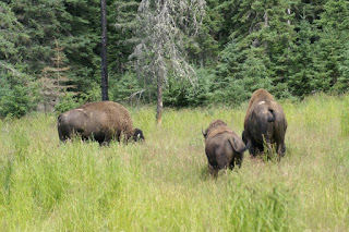 Bison d'Amérique du Nord - Bison bison