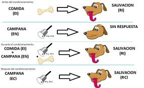 Pavlov. Condicionamiento Clásico.