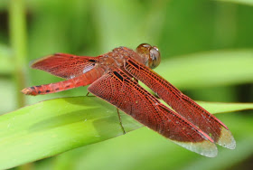 Common Parasol (Neurothemis fluctuans)