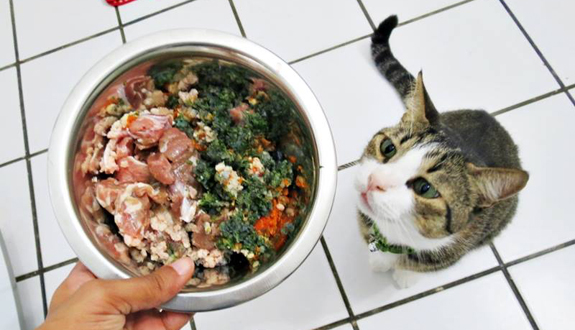 Comida saudável para gatos