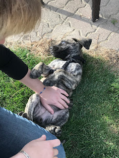 arm and leg of woman petting belly of puppy who is lying on its back in the grass