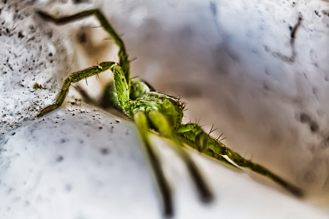 Fotografía macro de una araña verde