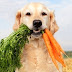 Verduras e legumes que cachorros podem comer