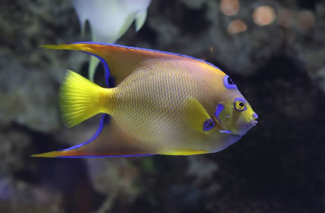 Queen Angelfish