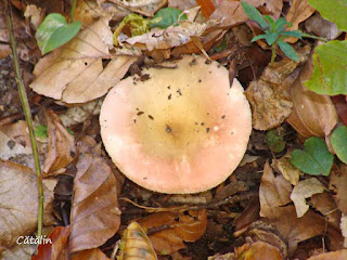 Russula curtipes DSC127936