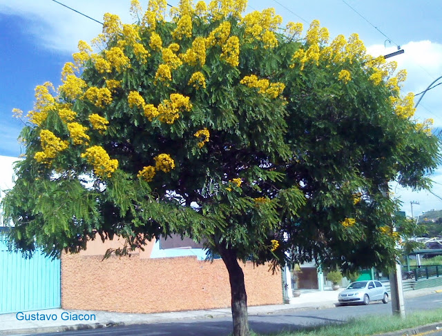 Que árvores plantar nas calçadas?