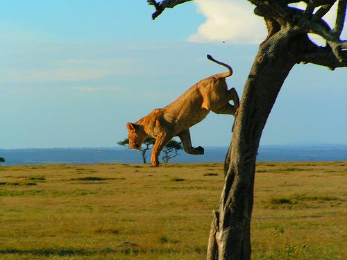 Amazing Animals Jump Seen On www.coolpicturegallery.us