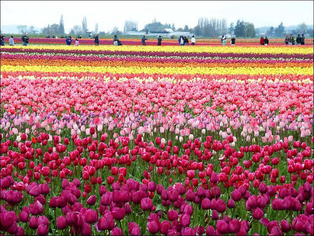 14 شهر مايو في هولندا  موسم حصاد زهور التوليب  جنة على الأرض