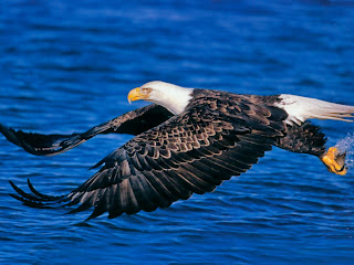 Bald Eagle Wallpaper