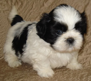 shih tzu pictures cute | cute puppy pictures | high resolution 