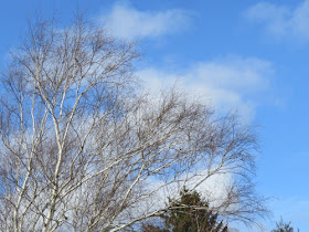 large white birch against a blue sky in winter
