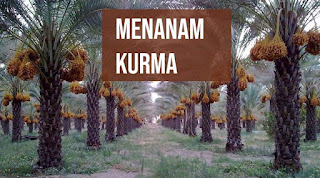 https://ajofurqan.blogspot.com/2020/12/mendulang-rupiah-dari-budi-daya-kurma.html