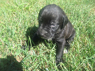 Bullmastiff Puppy Picture