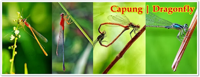 Dragonfly, Capung, Ischnura Senegalensis, Capung Jarum, Kinjeng Dom | Pacapaku