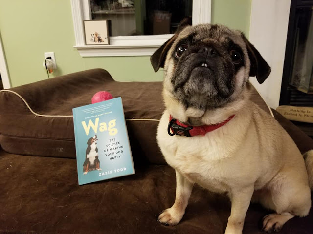 Wag Happy Dogs: A Photo Post (Part 2)