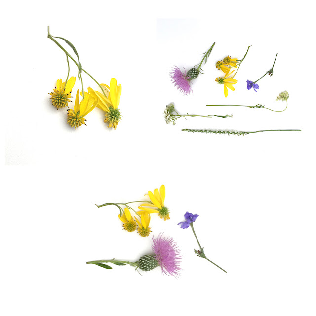 heidi carlsen rogers studio painting color inspiration wildflowers iphone sketches